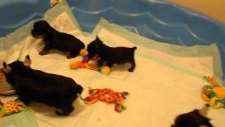 Priceless Yorkie Puppy Yorkshire Terrier Puppies at play [upl. by Cornall807]