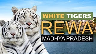 Watch The Rare amp Wild REWA WHITE TIGERS [upl. by Aicitan928]