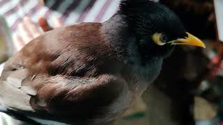 Myna Bird Sound  Bird Singing Cute Birds [upl. by Boleyn]