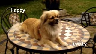 Tibetan Spaniel [upl. by Acirretahs]