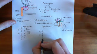 The HIV Life Cycle and Antiretroviral Drugs Part 3 [upl. by Ines]