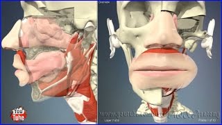 Nasal and oral cavity mouth  nose  3D Human Anatomy  Organs [upl. by Lennor970]