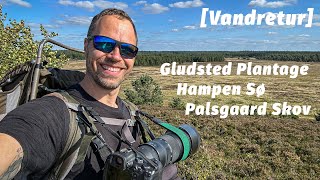 Vandretur ved Gludsted Plantage og Hampen Sø Palsgaard Skov Mikroeventyr [upl. by Nero]