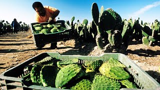 Millions of Nopal Cactus Harvesting 🌵  Nopal Cactus Cultivation  Cactus Farming and Harvest [upl. by Eilema146]