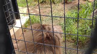 涼夏🙄㉞ホワイトライオン・白獅子・セラムくん・沖縄こどもの国・・・WhiteLion・Okinawa Zoo amp Museum20240430 [upl. by Leasi]