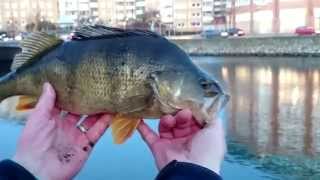 Fiske i Malmö Kanal 2014 Stor Abborre  Big Perch In Canal in Sweden [upl. by Kurman]