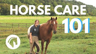 HOW TO CARE FOR A HORSE Complete Guide [upl. by Adrianne]