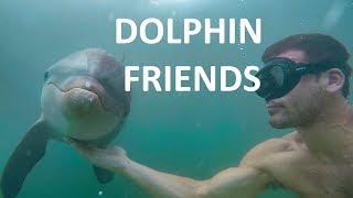 FREEDIVING AND SWIMMING WITH DOLPHIN FRIENDS [upl. by Nosrac]