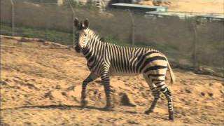 Safari Park Zebras [upl. by Latnahs]