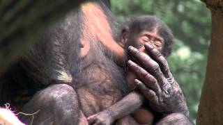 Bonobo Mom and Baby Reunited  Cincinnati Zoo [upl. by Ninaj]