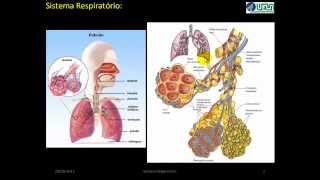 Embriologia do Sistema Respiratório VÍDEO AULA [upl. by Iren]