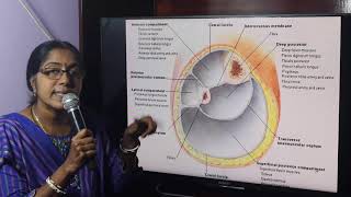 Lecture On Fascial Compartments Of The Leg [upl. by Anreval]