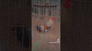 gamefowlchickenfarm gamefowls [upl. by Centeno]