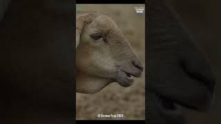 Lammie the sheep chewing2  sorry I had to  elephantdocumentary sillyhumor [upl. by Lindahl]