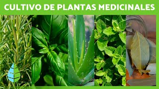 5 PLANTAS MEDICINALES para CULTIVAR en CASA 🌿🏠 Nombres y Cómo Cuidarlas [upl. by Oribel677]