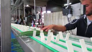 Christiaens Counting system bunching green onions [upl. by Eecyak]