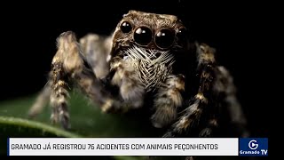 Gramado registra 76 acidentes com animais peçonhentos [upl. by Derwood307]