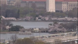 LIVE Cherry Blossoms At Peak Bloom Along DCs Tidal Basin [upl. by Taddeusz]