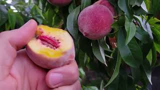 Early Elberta Peach Tree Heavy harvest been harvesting for 6 weeks [upl. by Nerrag]