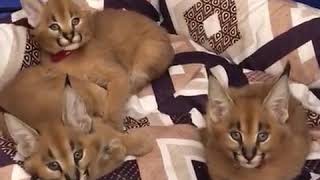 caracal kittens for sale [upl. by Drannek]