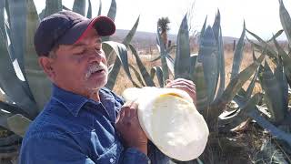 AGUAMIEL CAPANDOQUEBRANDO MAGUEYES PARA OBTENERLA Saludos a la Constancia Coahuila🏜️ [upl. by Mannos534]