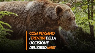 Cosa pensano i cittadini trentini delluccisione di M90 [upl. by Milson]