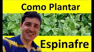 Como Plantar Espinafre passo a passo da Germinação até a Colheita [upl. by Wolfram]