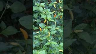 കാന്താരി നമ്മുടെ സ്വന്തം ❤️ Birds Eye Chilli  healthy nature [upl. by Yahsan]