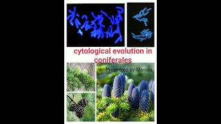 Cytological Evolution of Coniferales [upl. by Blader]