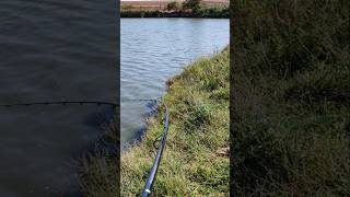 Trage sa rupa lanseta😱🐟 carpfishing feeder fishing methodfeeder feedersystem hybridfishing [upl. by Hazard581]