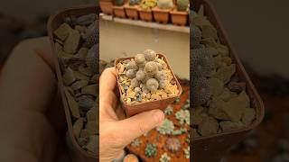 Rebutia heliosa cactos suculentas [upl. by Tecil627]