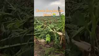 Pohon Pisang Dirusak Orang Yang Tak Dikenal petani buah pisang dewisangdewikhiraniputri80 [upl. by Artimed]