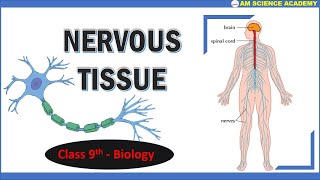 Nervous Tissue  Nerve Cells  Structure amp Function  Class 9  Biology  Chapter 2 [upl. by Eizus172]