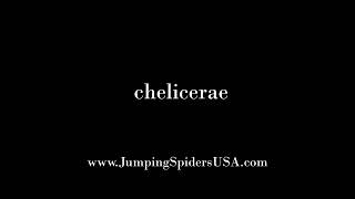 How to Pronounce Chelicerae [upl. by Adym912]