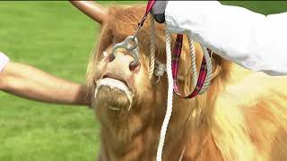 Royal Highland Showcase  Highland Cattle Highlights  Day1 [upl. by Tamiko942]