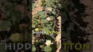 UZBEKISTANS Hidden Cotton Treasures [upl. by Freddie]