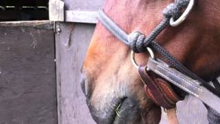 Two different types of bitless bridles [upl. by Bakerman]