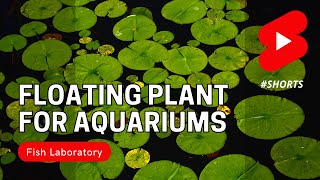 Floating Plants for Aquariums shorts [upl. by Iormina]