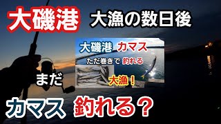 【大磯港】カマスはまだ釣れ続けているか？ 釣れた数日後 2023年10月下旬 若潮 [upl. by Alithia]