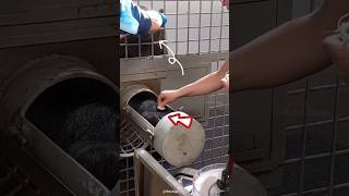 How blood samples are collect in zoo shortsvideo [upl. by Aloap193]