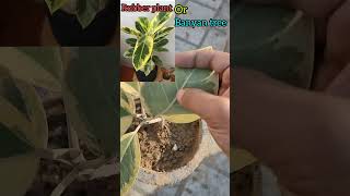 Difference in variegated rubber plant and variegated Banyan tree [upl. by Araminta932]