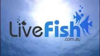 Livefishcomau TV Ad [upl. by Anais]