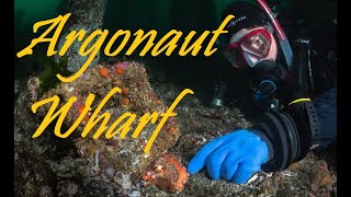 Diving Argonaut Wharf in Campbell River BC [upl. by Furr581]