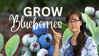 5 Mistakes You Should Never Make When Growing Blueberries [upl. by Nyrat]