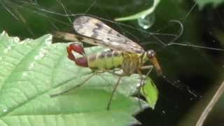 Eine Skorpionsfliege hing im Spinnennetz Bodenheim [upl. by Laurens]