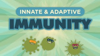 Innate vs Adaptive Immunity A Comprehensive Guide for Bsc and Msc [upl. by Clova774]