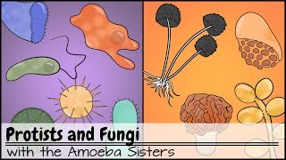 Protists and Fungi [upl. by Airdnat]