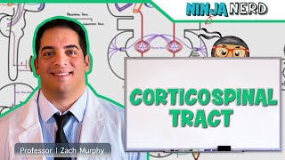 Neurology  Descending Tracts Corticospinal Tract [upl. by Irot]