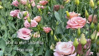 How I start Lisianthus from seed under grow lights inside for my flower farm [upl. by Leuqer]