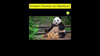 Fressen Pandas nur Bambus [upl. by Vassili]